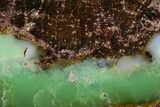 Polished Green Chrysoprase Section - Western Australia #364247-1